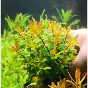 НИЗЕЯ ЗОЛОТАЯ - Nesaea pedicellata gold