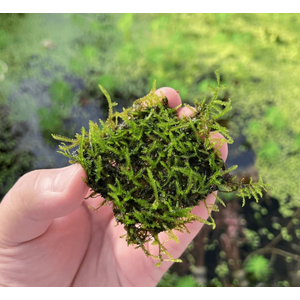 МОХ ПАВЛИНИЙ - Taxiphyllum sp. 'Peacock'