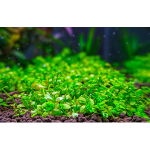 Микрантенум Монте Карло