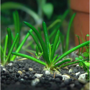 ЛИТОРЕЛЛА УНИФЛОРА - Littorella uniflora