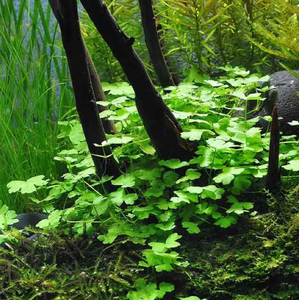 ГИДРОКОТИЛА ТРИПАРТИТА - Hydrocotyle Tripartita