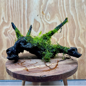 МОХ ЯВАНСКИЙ НА ЛАВЕ/КАМНЕ 10см