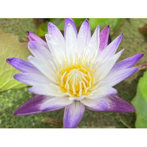 НИМФЕЯ ПРУДОВАЯ ПУРПЛ ДЖОЙ ( фиолетово-белый ) - Nymphaea purple joy