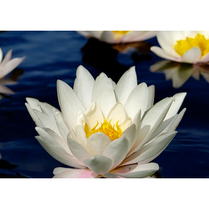 НИМФЕЯ ПРУДОВАЯ КОЛОССЕЯ ( БЕЛАЯ ) - Nymphaea colossea