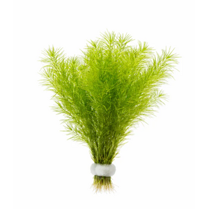 НАЯС - Najas guadelupensis