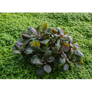 ЛОБЕЛИЯ КАРДИНАЛЬСКАЯ МАЛАЯ - Lobelia cardinalis Small Form