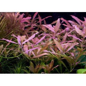 ГИГРОФИЛА УЗОРЧАТАЯ РОЗОВАЯ