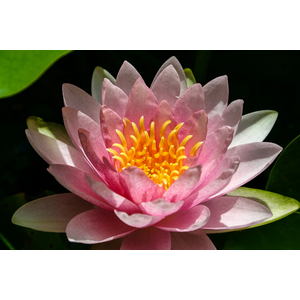 НИМФЕЯ МАДАМ ( РОЗОВАЯ ) - Nymphaea madam