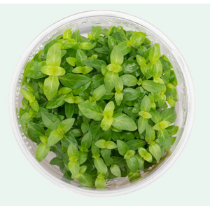 СТАУРОГИН ПОЛЗУЧИЙ - Staurogyne repens