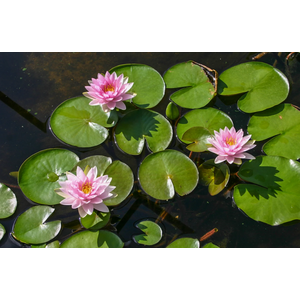 НИМФЕЯ МАДАМ ( РОЗОВАЯ ) - Nymphaea madam