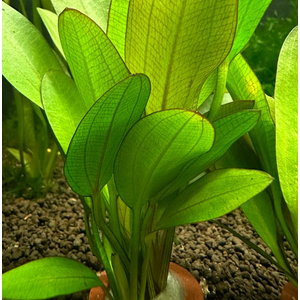 Эхинодорус Красный Феникс (Echinodorus 'Red Phoenix')