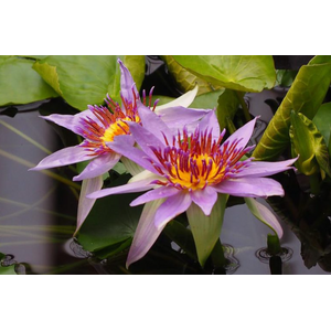 Нимфея прудовая «Колората» (Nymphaea colorata)