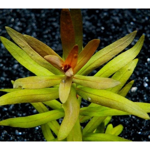 НИЗЕЯ ЗОЛОТАЯ - Nesaea pedicellata gold