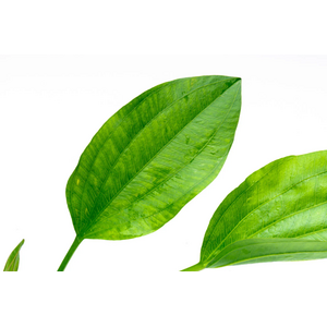 ЭХИНОДОРУС АРГЕНТИНСКИЙ - Echinodorus argentinensis