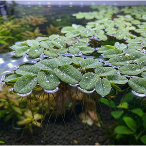 САЛЬВИНИЯ ПЛАВАЮЩАЯ - Salvinia natans
