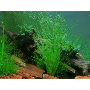 Элеохарис живородящий