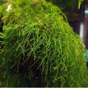 МОХ ТАМАРАССЕР - Moss sp. Thamarassery