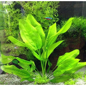 ЭХИНОДОРУС ШЛЮТЕРА  - Echinodorus schlueteri