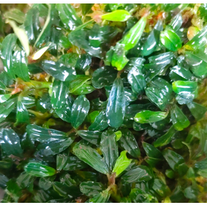 БУЦЕФАЛАНДРА ЗЕЛЕНЫЙ НЕФРИТ - Bucephalandra 'Green Jade'БУЦЕФАЛАНДРА ЗЕЛЕНЫЙ НЕФРИТ - Bucephalandra 'Green Jade'