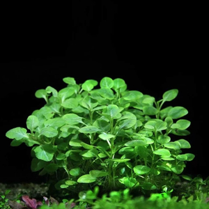 РАСТЕНИЕ на кочке ЛОБЕЛИЯ КАРДИНАЛЬСКАЯ