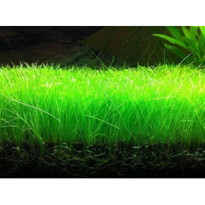 ЭЛЕОХАРИС ПАРВУЛА