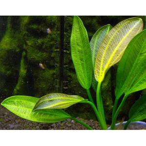 ЭХИНОДОРУС ШЕРОХОВАТЫЙ - Echinodorus scaber
