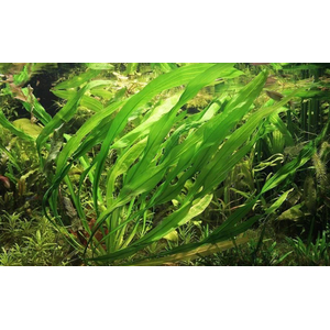 Эхинодорус африканус (Echinodorus africanus)