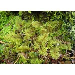 МОХ ЛИСТОСТЕБЕЛЬНЫЙ ДЛЯ ТЕРРАРИУМА - Hylocomium splendens