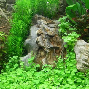 ГИДРОКОТИЛА ТРИПАРТИТА - Hydrocotyle Tripartita