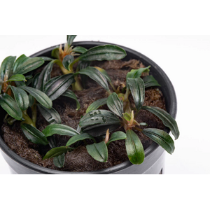 Буцефаландра Боян мини узколистная (Bucephalandra 'Boyan Mini Narrow')