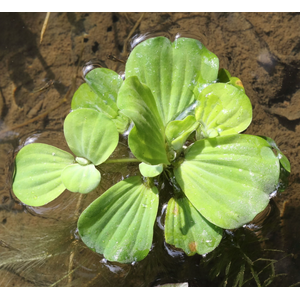 ПИСТИЯ - Pistia