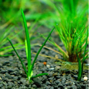 ЛИТОРЕЛЛА УНИФЛОРА - Littorella uniflora