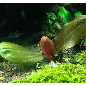 Эхинодорус «Красная жемчужина» (Echinodorus 'Hadi Red Pearl' / 'Red Pearl')
