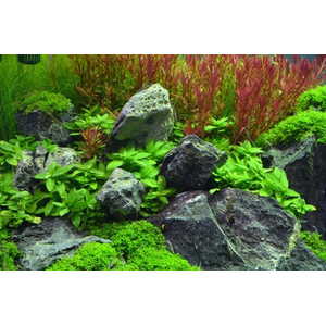 СТАУРОГИН ПОЛЗУЧИЙ - Staurogyne repens