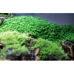 Микрантенум Монте Карло