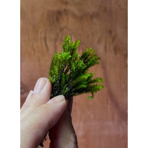 МОХ МАЙБАРАЙ - Distichophyllum MaibaraeМОХ МАЙБАРАЙ - Distichophyllum Maibarae