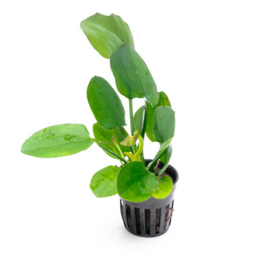 ЭХИНОДОРУС ГОРИЗОНТАЛИС - Echinodorus horizontalisЭХИНОДОРУС ГОРИЗОНТАЛИС - Echinodorus horizontalis