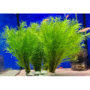 НАЯС - Najas guadelupensis