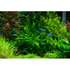 ​Эхинодорус мелкоцветковый «Тропика» (Echinodorus parviflorus «Tropica»)