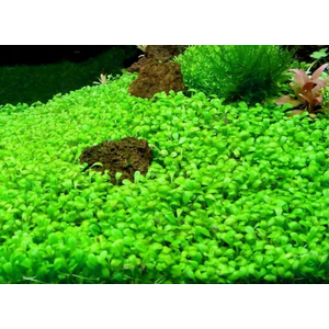 ГЛОССОСТИГМА НА КОРЯГЕ 10-15см