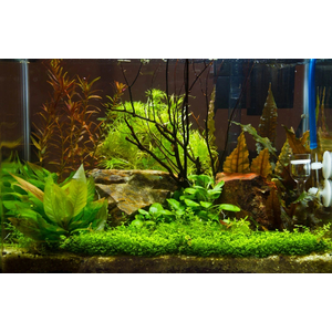 ЛОБЕЛИЯ КАРДИНАЛЬСКАЯ МАЛАЯ - Lobelia cardinalis Small Form