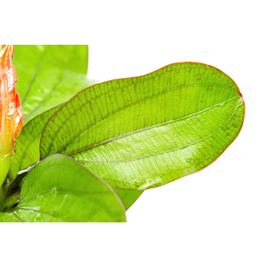 Растение на кочке ЭХИНОДОРУС ФЭНСИ ТВИСТ