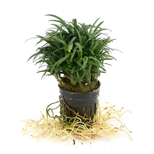 ОФИОПОГОН ПУСИЛЛУС - Ophiopogon pusillus