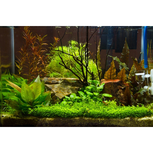 ЛИМОННИК КОМПАКТ - Hygrophila corymbosa compact