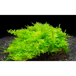 МОХ ТРЕУГОЛЬНЫЙ - Vesicularia sp. 'Triangle'