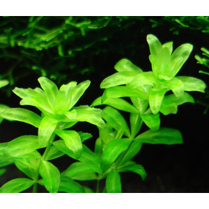 МИКРАНТЕМУМ МЕЛКОЛИСТНЫЙ - Micranthemum micranthemoides