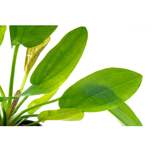 Растение на кочке ЭХИНОДОРУС ПИТОН