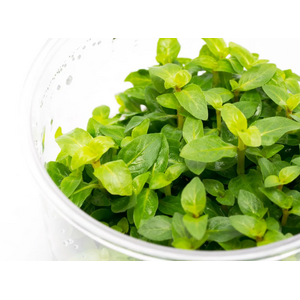 СТАУРОГИН ПОЛЗУЧИЙ - Staurogyne repens