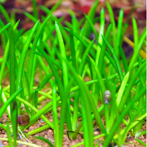 ЛИТОРЕЛЛА УНИФЛОРА - Littorella uniflora