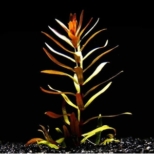 НИЗЕЯ ЗОЛОТАЯ - Nesaea pedicellata gold